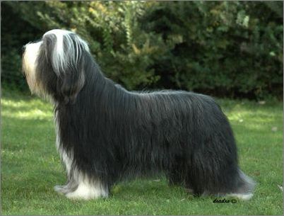 古代长须牧羊犬毛发的梳理